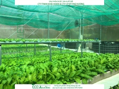 ECO AQUAPONIC - Xốp trồng rau thủy canh