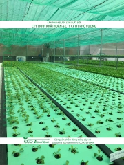 ECO AQUAPONIC - Xốp trồng rau thủy canh