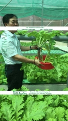 ECO AQUAPONIC - Xốp trồng rau thủy canh