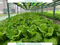 ECO AQUAPONIC - Xốp trồng rau thủy canh