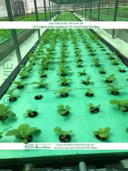 ECO AQUAPONIC - Xốp trồng rau thủy canh