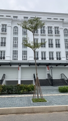 Cho thuê shophouse Avenue Garden căn LK3-32