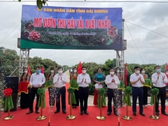 Vải Thanh Hà u hồng, u thâm