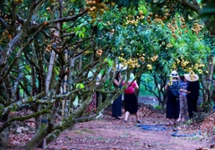 Vải Thiều Thanh Hà