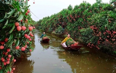 Vải Thanh Hà u hồng, u thâm
