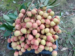 Vải Thanh Hà u hồng, u thâm