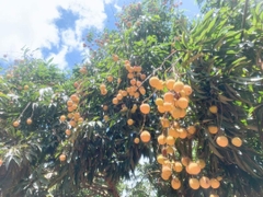 Vải Thiều Thanh Hà