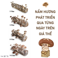 Nấm hương Phú Gia: nguyên liệu dinh dưỡng, tăng cường sức khỏe từ thiên nhiên