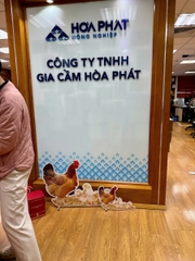 Trứng Tài Lộc H15 Quà Tặng Cuối Năm Cho Khách Hàng Doanh Nghiệp