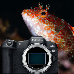 Máy ảnh Canon EOS R8 Body