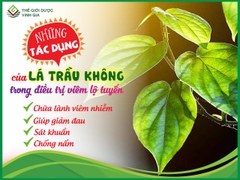 Xông Phụ Khoa Lá Trầu Không Cung Đình