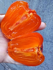 Hồng trứng Đà Lạt