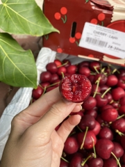 Cherry Úc BiteRiot Lapin s28-30