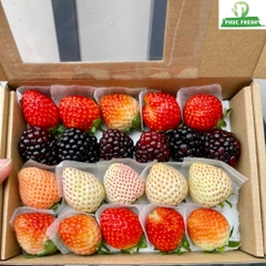 Set Tươi Trẻ Mix A (Dâu bạch tuyết, Nhật, Mons và Phúc bồn tử)