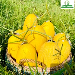 Dưa lưới hoàng kim huỳnh long globalgap (Bình An Farm)