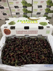 Cherry chuối Canada size 10
