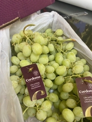 Nho xanh Úc Cordoma