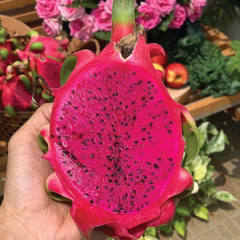 Thanh long ruột đỏ Globalgap