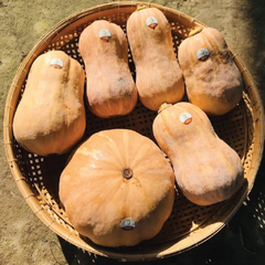 Bí Đỏ Hồ Lô