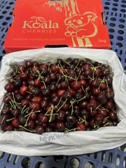 Cherry Úc Koala-Chelan