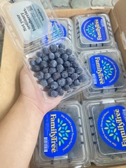 Việt quất Mỹ Family tree