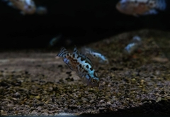 Cá Ali Điện Quang