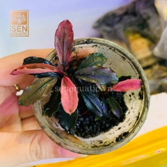 Cây Bucep Hồng