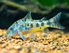 Cá Chuột Muối Tiêu