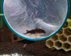 Cá Chuột Black Venezuela