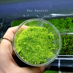 Cây Cỏ Giấy Cấy Mô - Hộp, Cốc