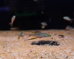 Cá Cầu Vồng - Vây Dài