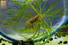 Cua Nhện Thủy Sinh