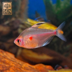 Cá Bleeding Heart Tetra