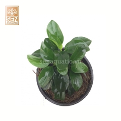 Cây Nana Petie  APC (Anubias sp. ‘Petite’)
