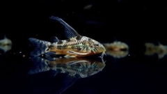 Cá Chuột Muối Tiêu Vây Dài