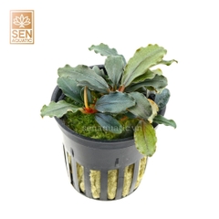 Cây Bucep Đỏ (Bucep mini phantom)