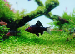 Cá Black Ruby Barb Size Bé