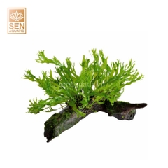 Cây Dương Xỉ Sừng Hươu (Microsorum Pteropus 'Windeløv')