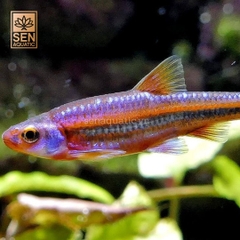 Cá Bảo Liên Đăng