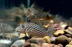 Cá Chuột Sterbai