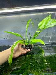 Cây Thuỷ Sinh Lan Nước (Rọ)