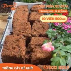 COMBO 10 VIÊN NÉN XƠ DỪA 500GR