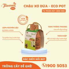 CHẬU XƠ DỪA ECO POT - 10 CHẬU