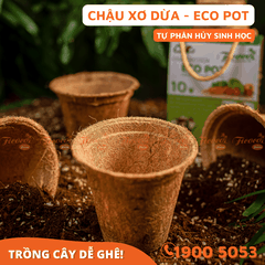 CHẬU XƠ DỪA ECO POT - 10 CHẬU