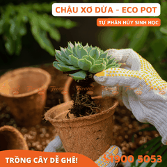 CHẬU XƠ DỪA ECO POT - 10 CHẬU