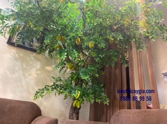 Cây khế
