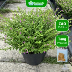 Cây Cẩm Tú Mai