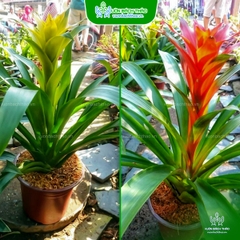 Cây Phong Lộc Hoa (Dứa Cảnh Nến)