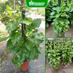 Cây Trầu Bà Leo Cột