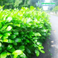 Cây Ắc Ó